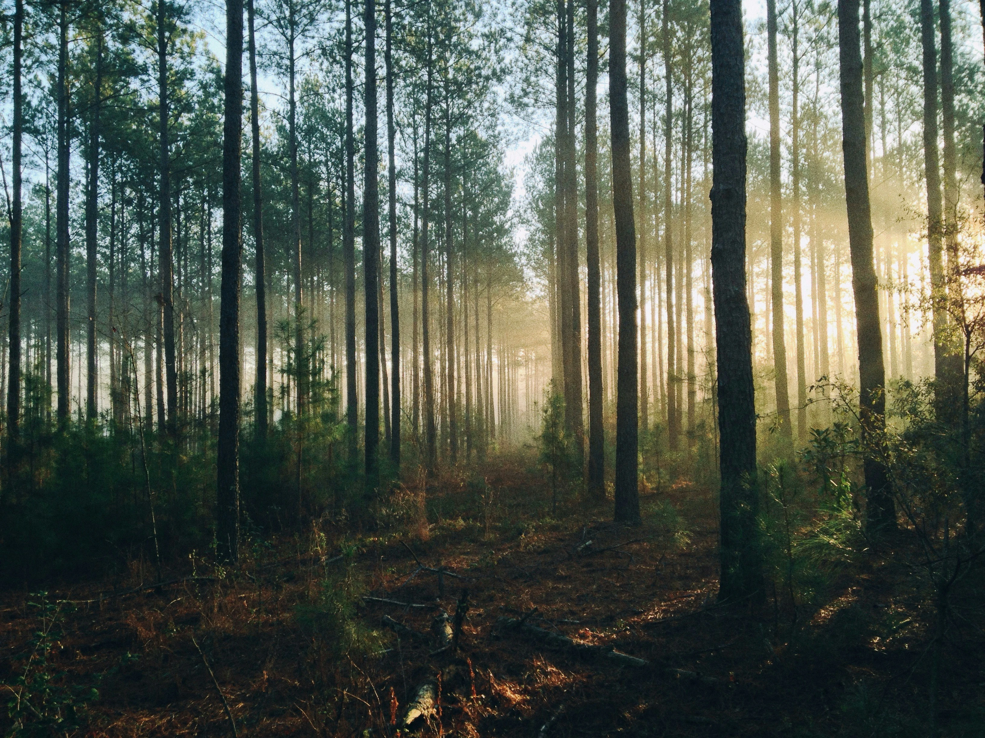 EUDR downstream operator: what the regulation means for your business in 2026