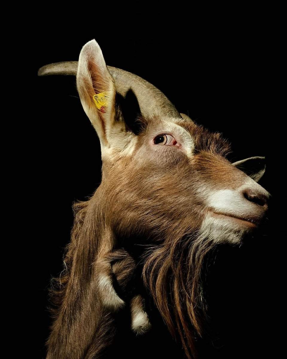 WHAT'S NEW IN PSILOCYBIN RESEARCH 2025