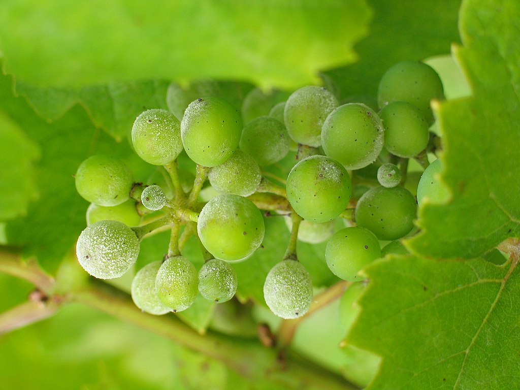 Initiative parlementaire Bregy : la protection des plantes au détriment de la santé ?  Partie 1, Tétraconazole – quand les pesticides perturbent le système hormonal