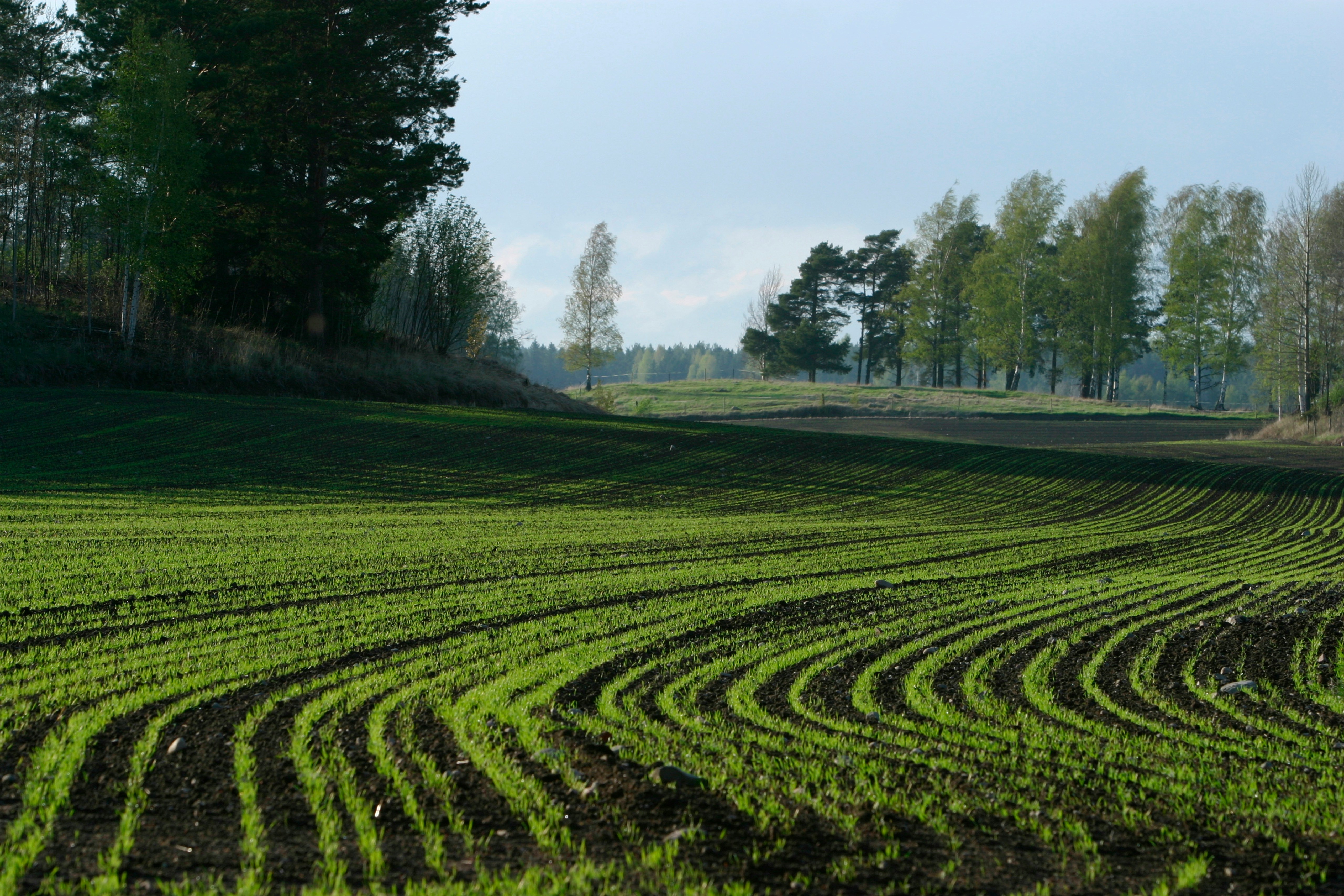 Initiative parlementaire Bregy : la protection des plantes au détriment de la santé ?  Partie 2, Triallate – Ce que la France interdit pourrait finir dans nos champs
