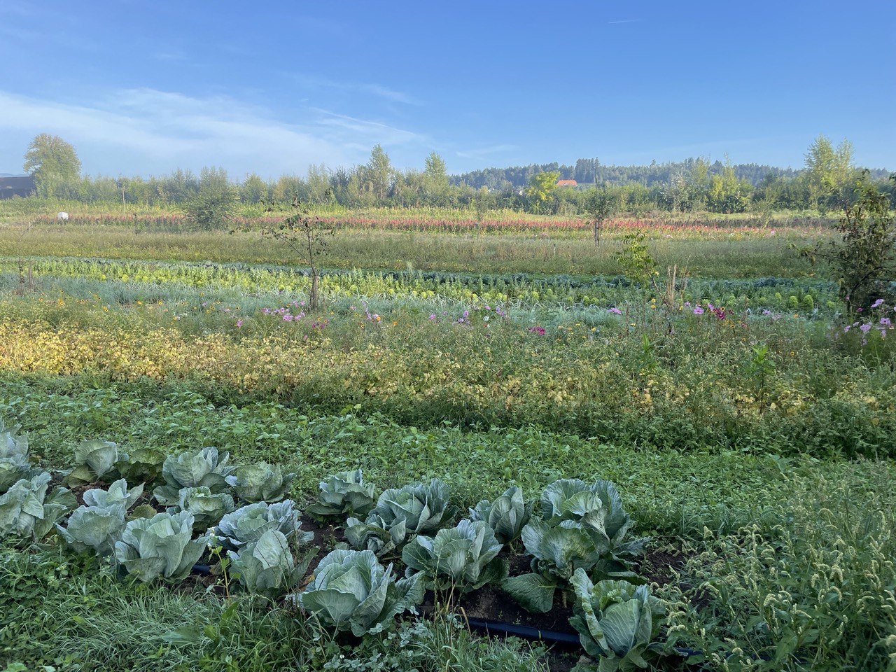 Transformation agroécologique du système alimentaire suisse