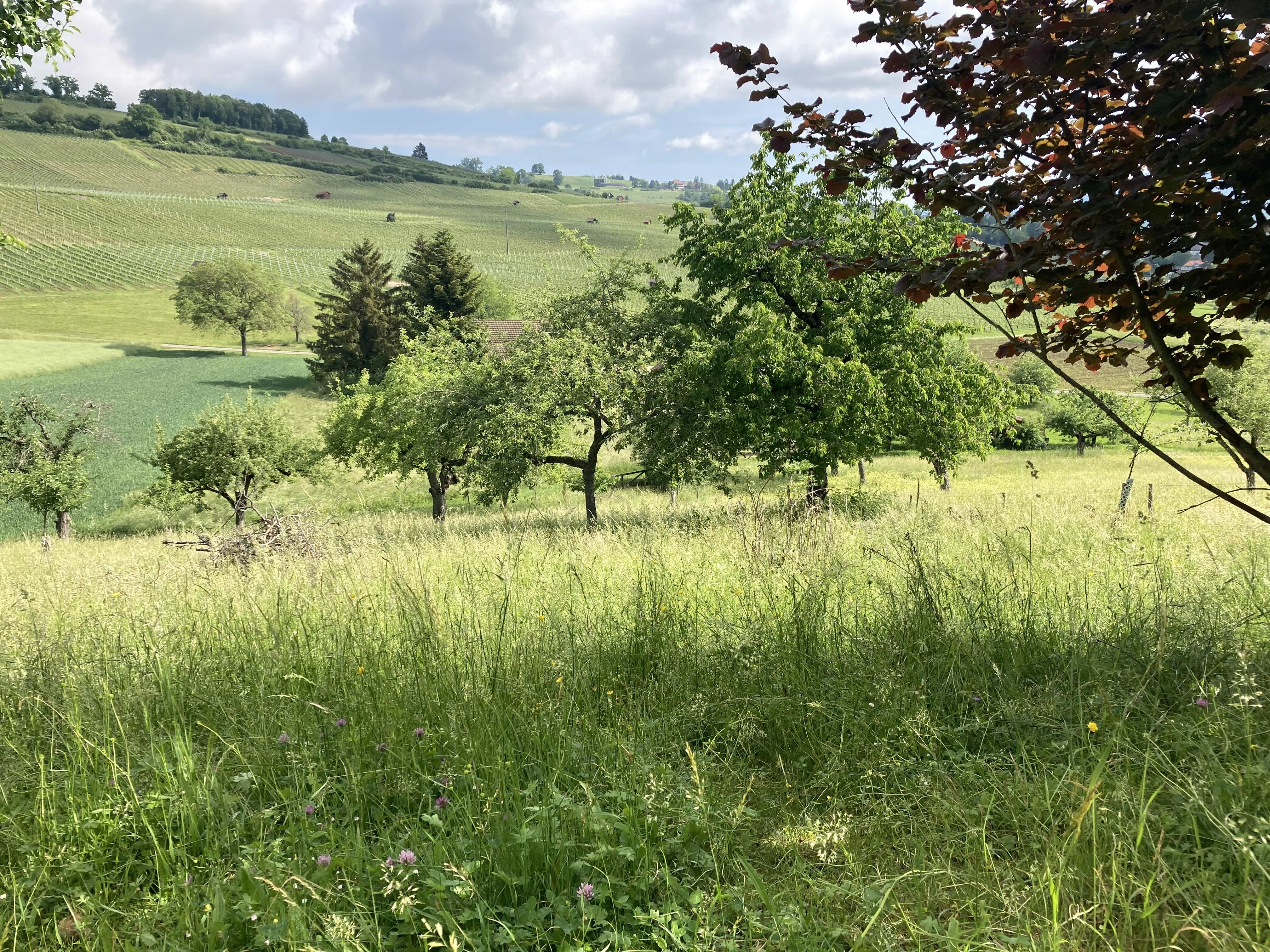 Comment l’agriculture suisse devient plus résistante à la chaleur et à la sécheresse