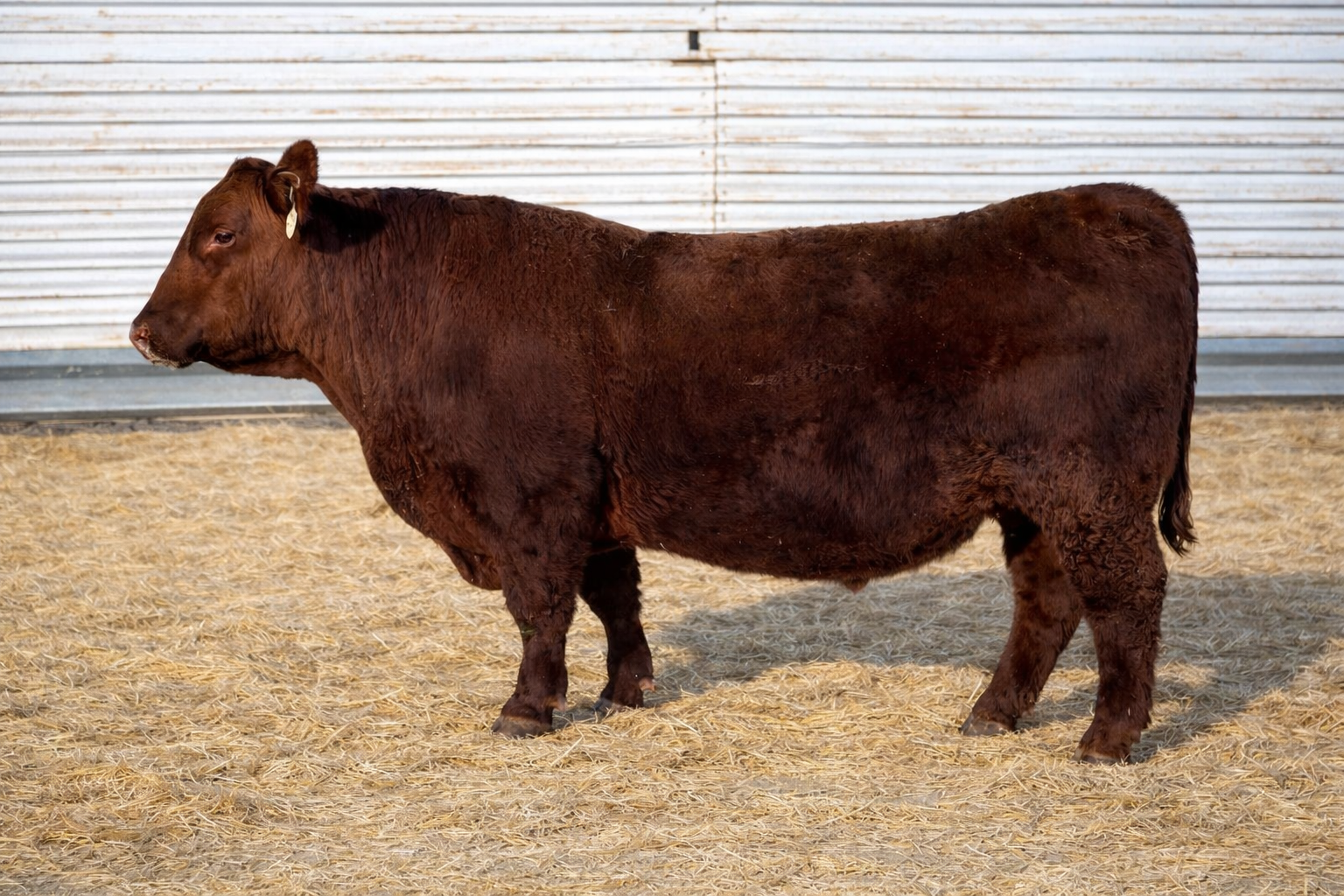 Lazy D Red Angus bull.
