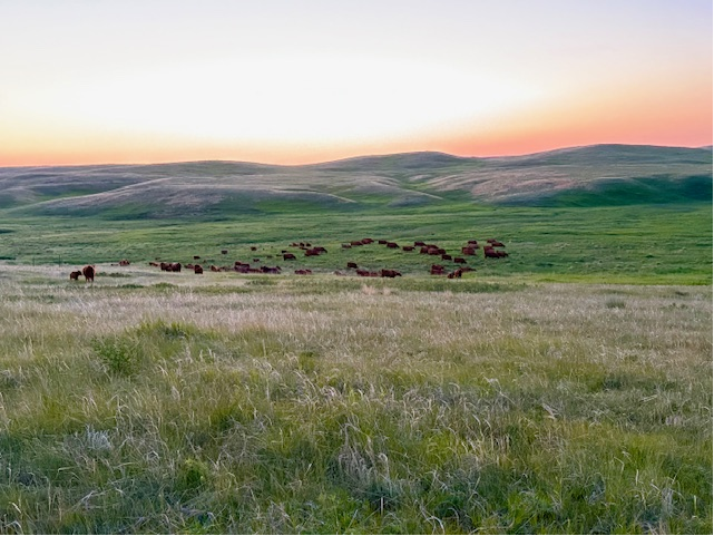 Lazy D Red Angus cattle.