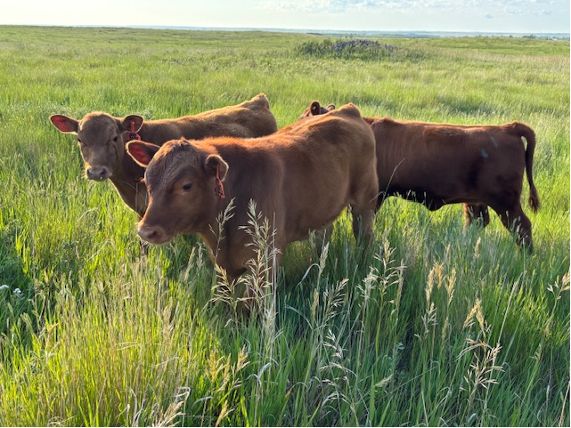 Lazy D Red Angus bull.