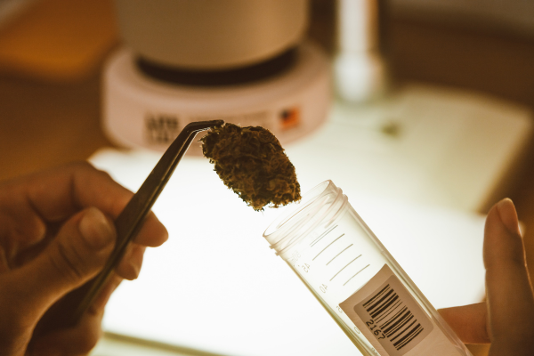 Cannabis processors