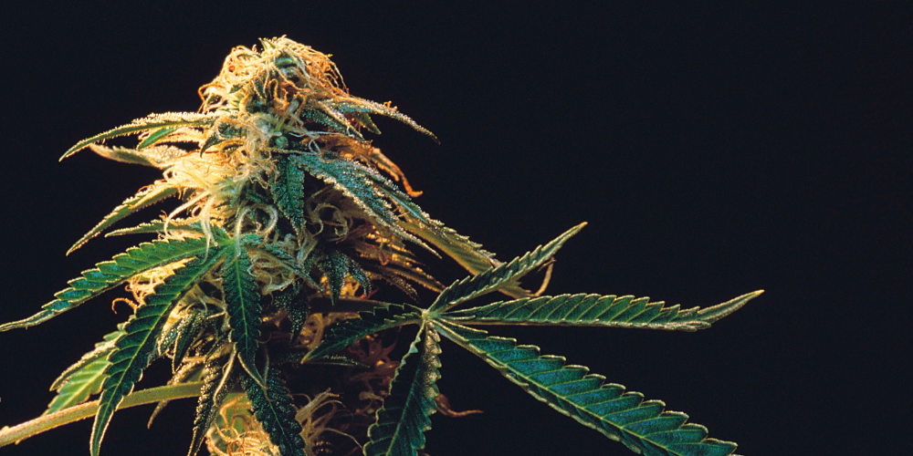 cannabis equipment financing