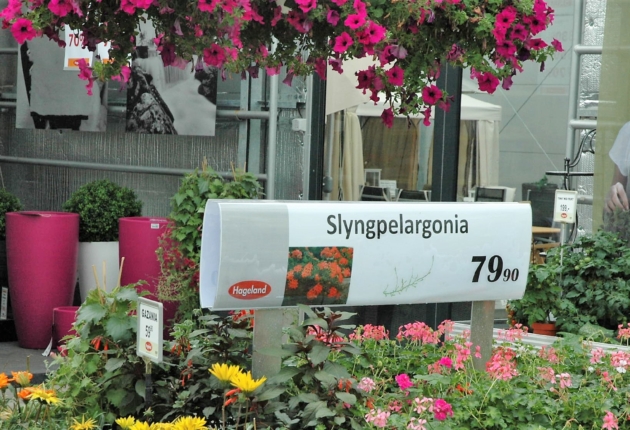 Plant tag with image and description of Clematis Rooguchi flowers, hanging from a stick in a nursery among other tagged plants.