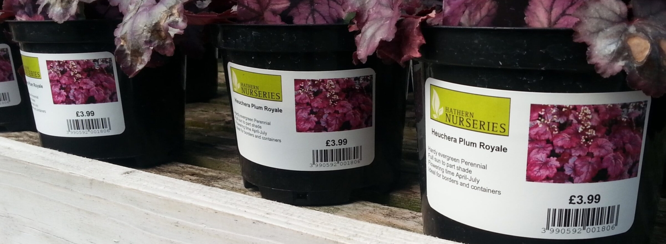 Black pots with Heuchera Plum Royale plants from Hathern Nurseries, priced at £3.99 each, displayed on a wooden surface.