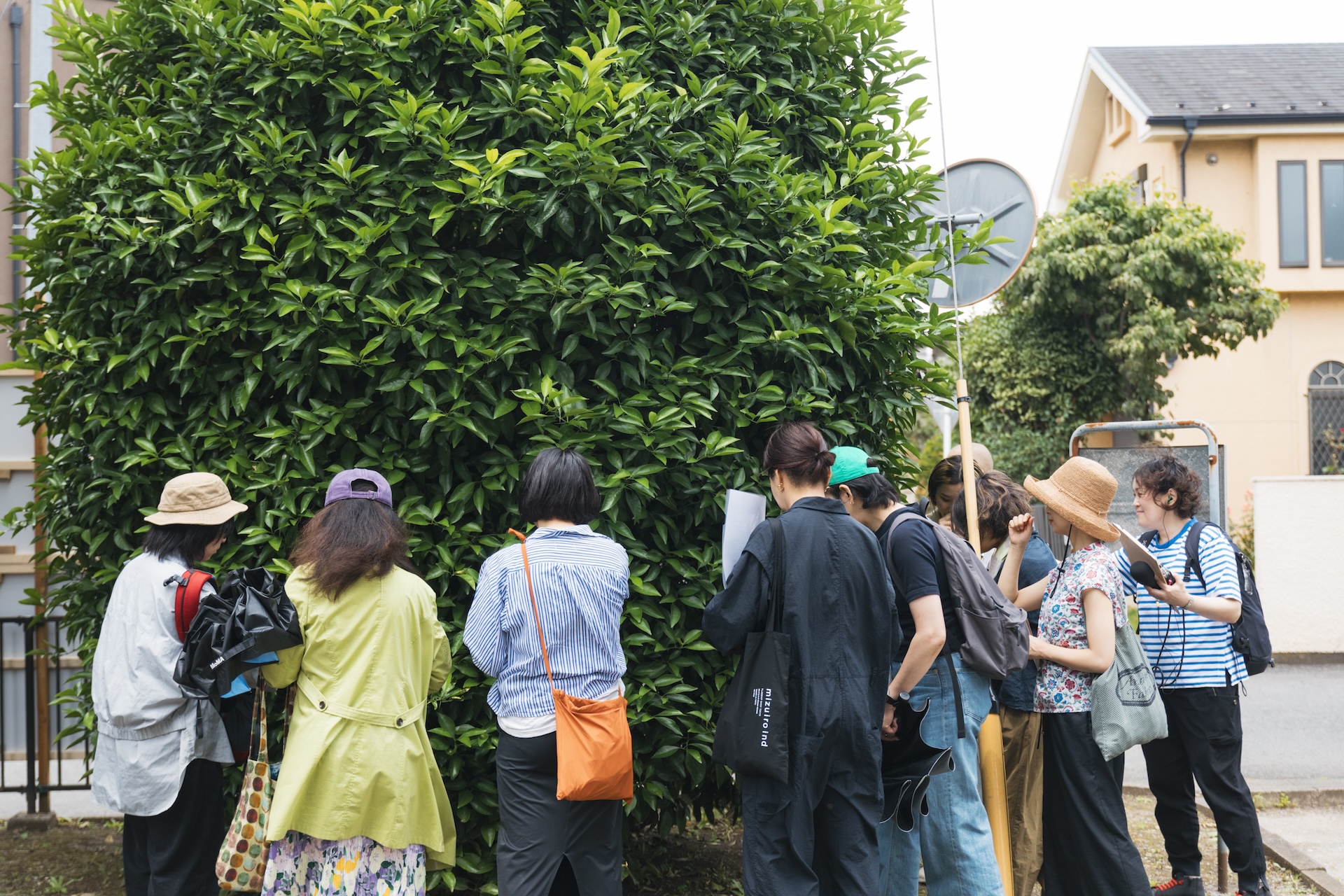 公園に植わる樹木を観察