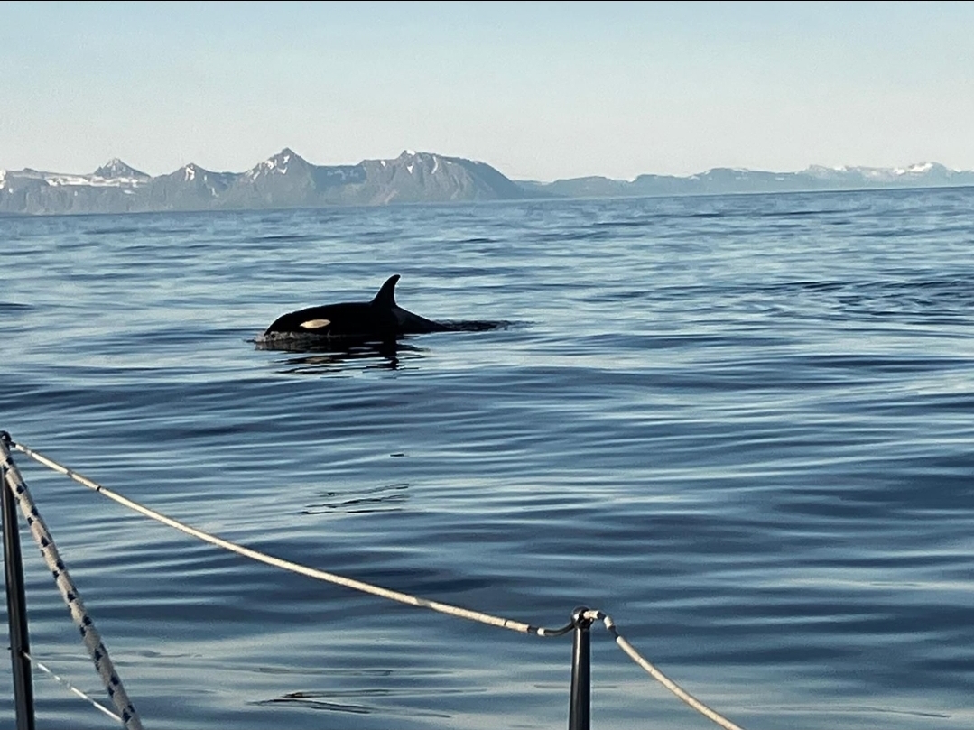 Chartertur Whale watching fra Skjervøy