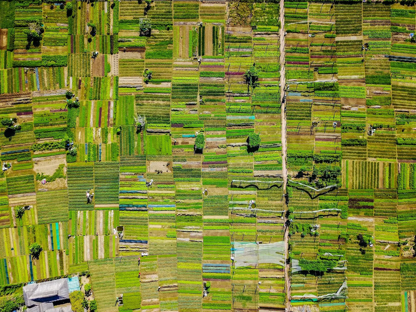 Open Green land