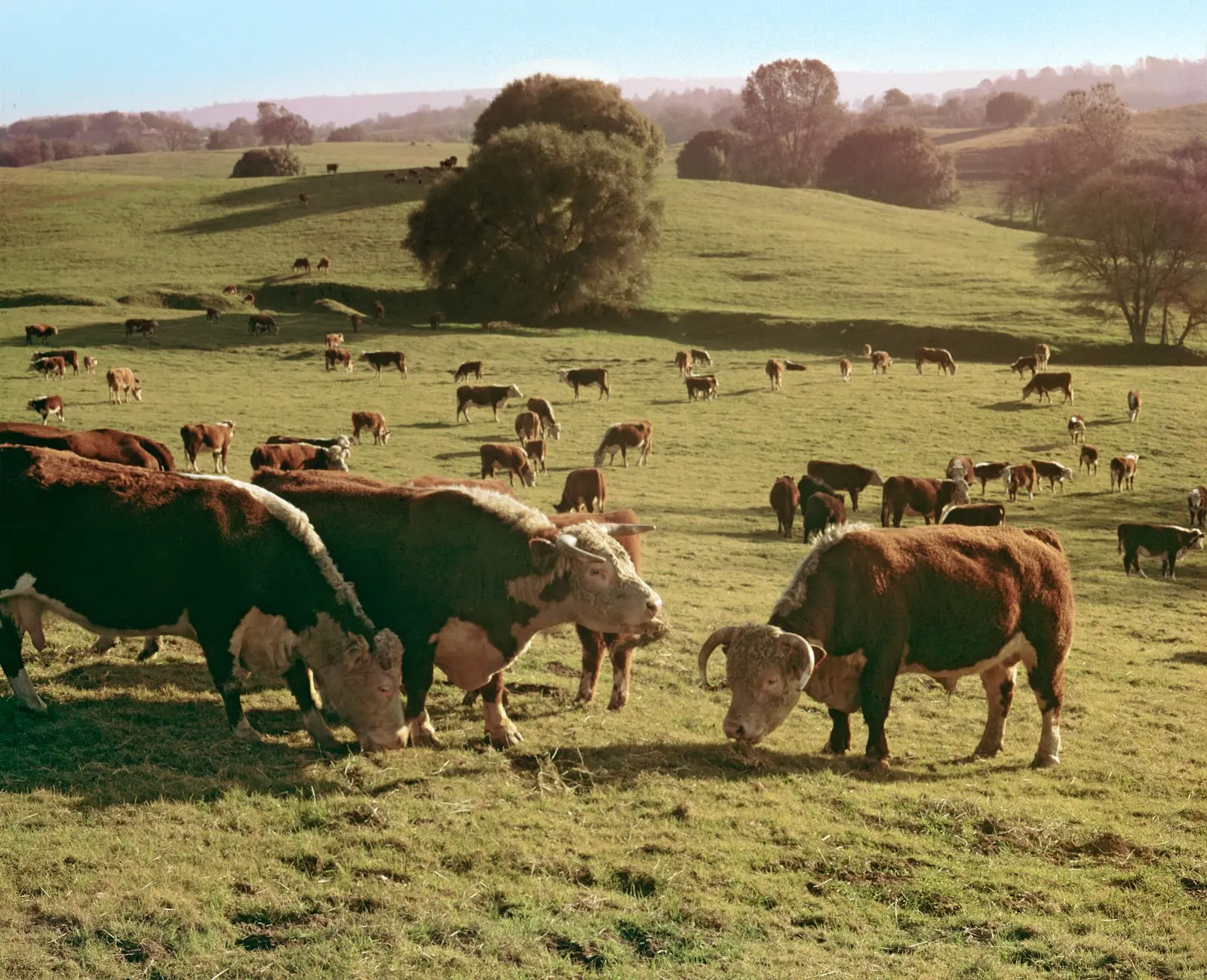 open field with cows