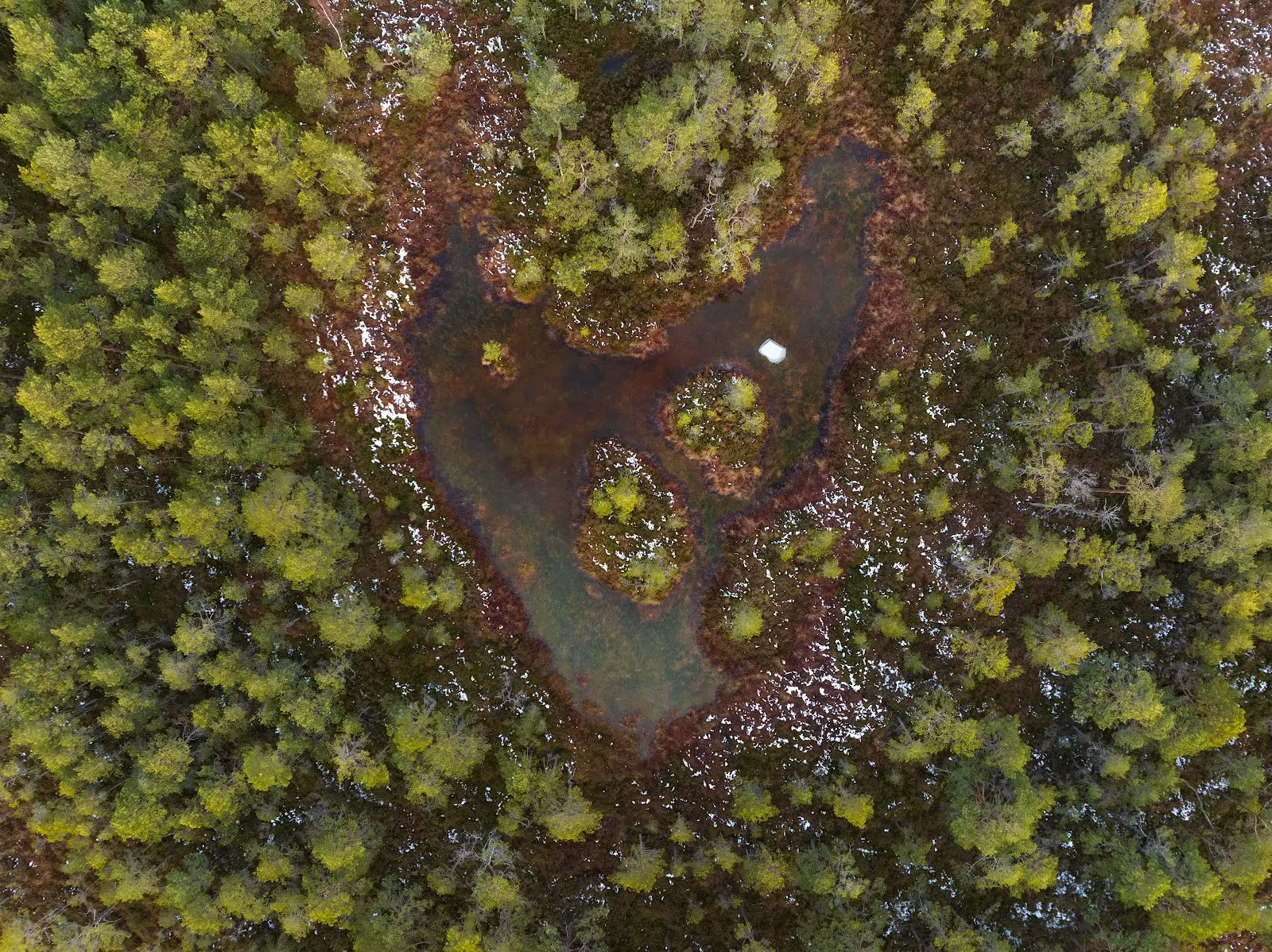 Drpne image of a forest from the sky