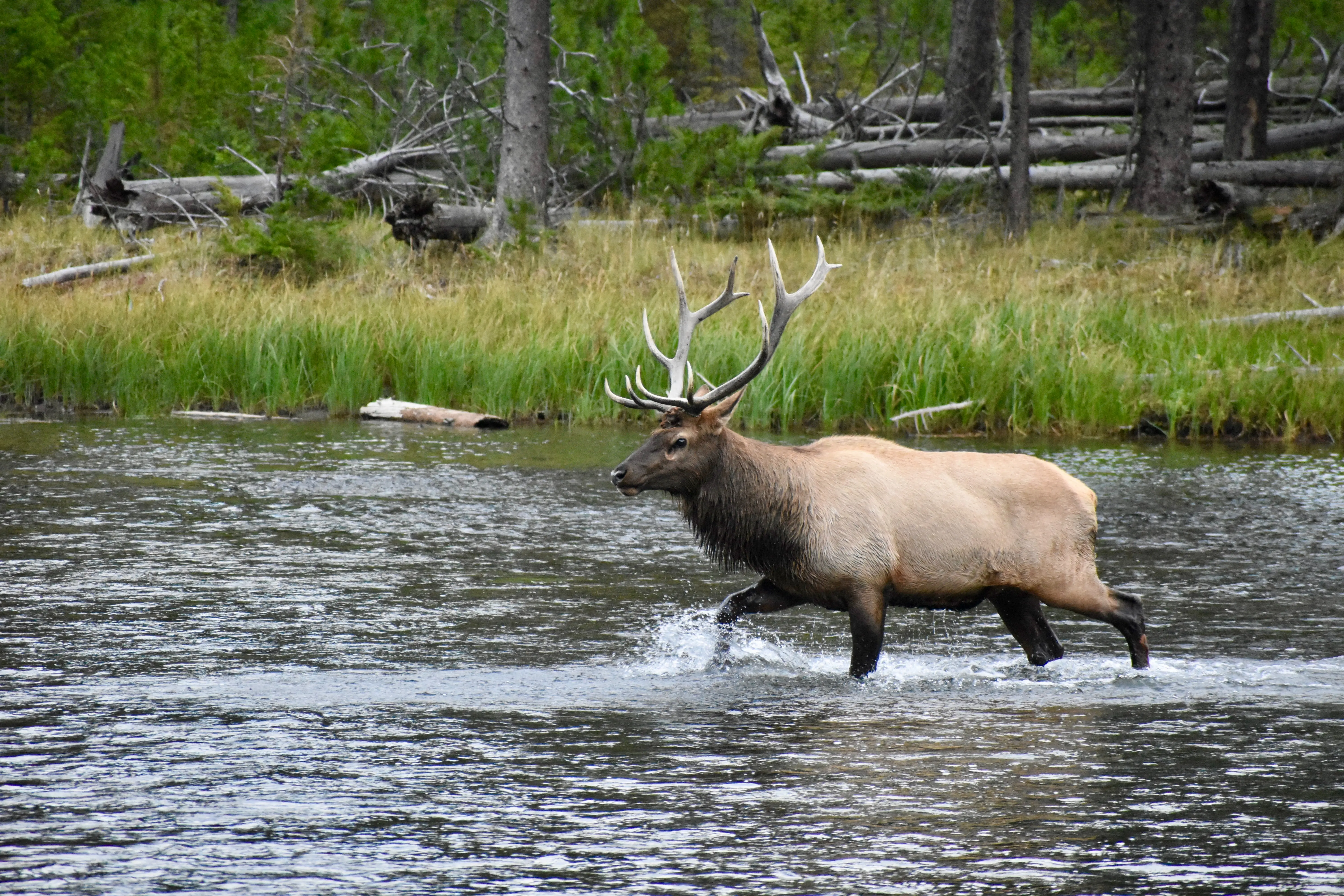 An image of elk in water