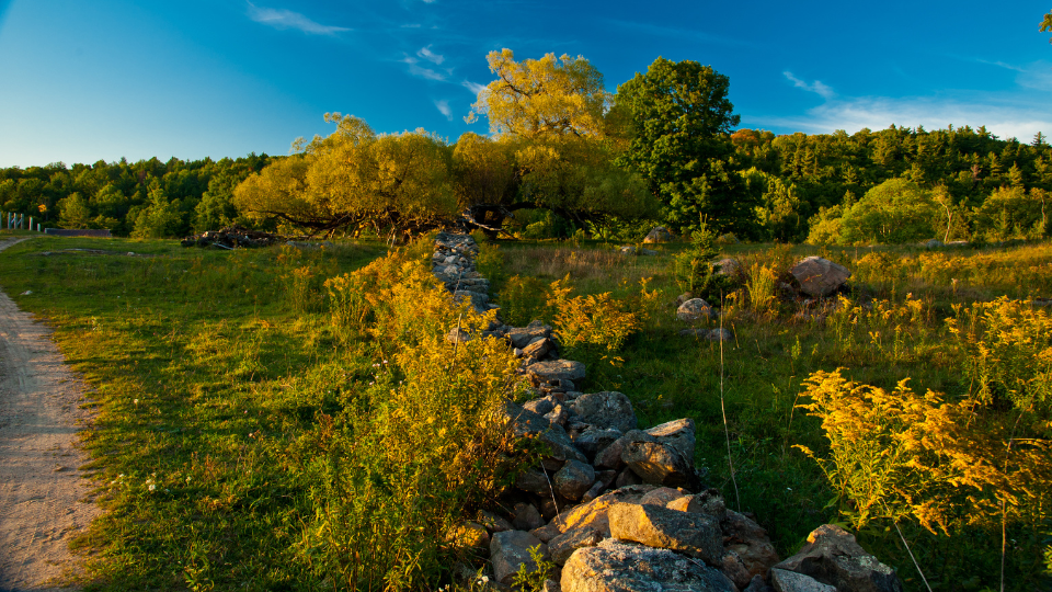 Open land with a small road and fence with trees and rocks