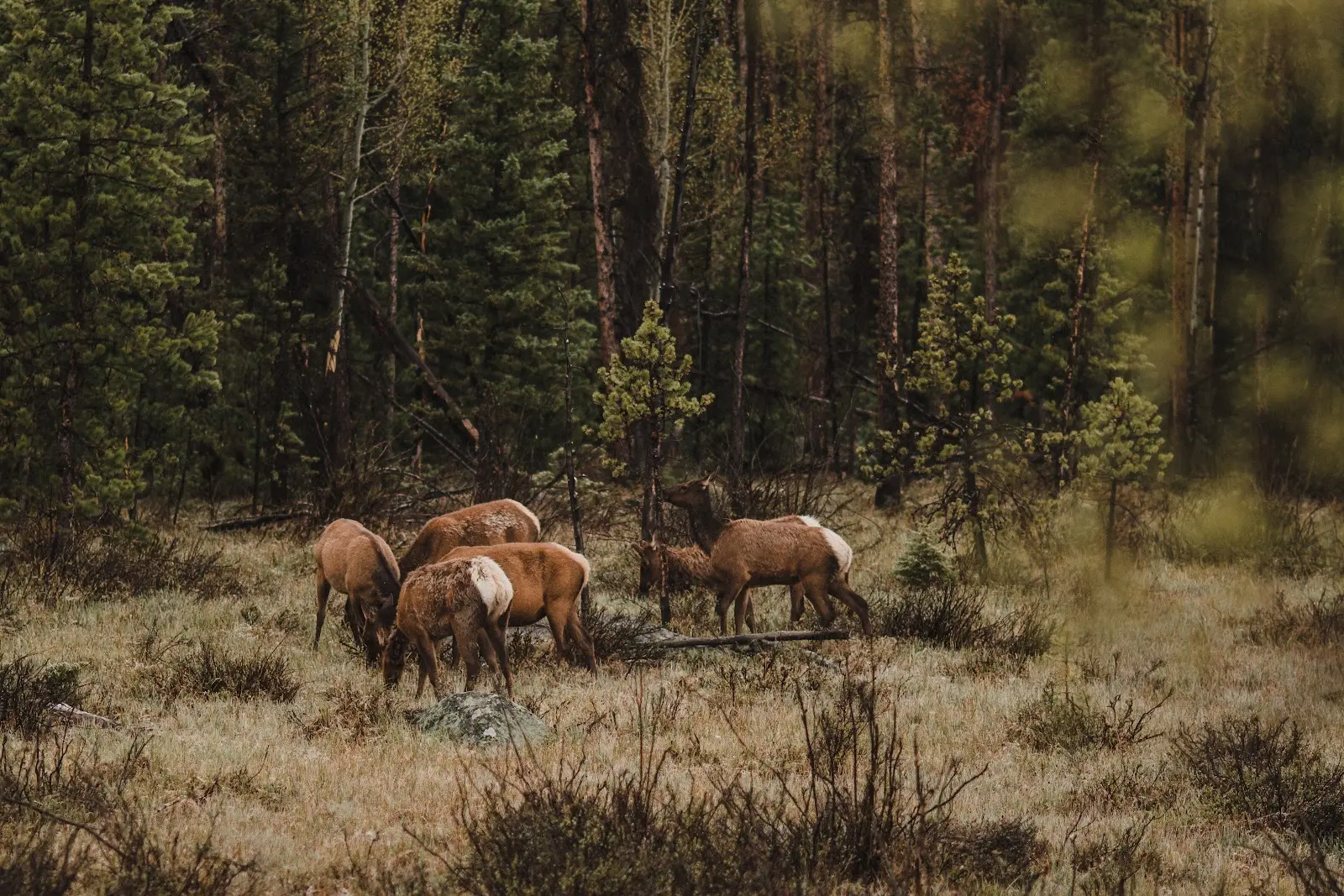 Animals on open land