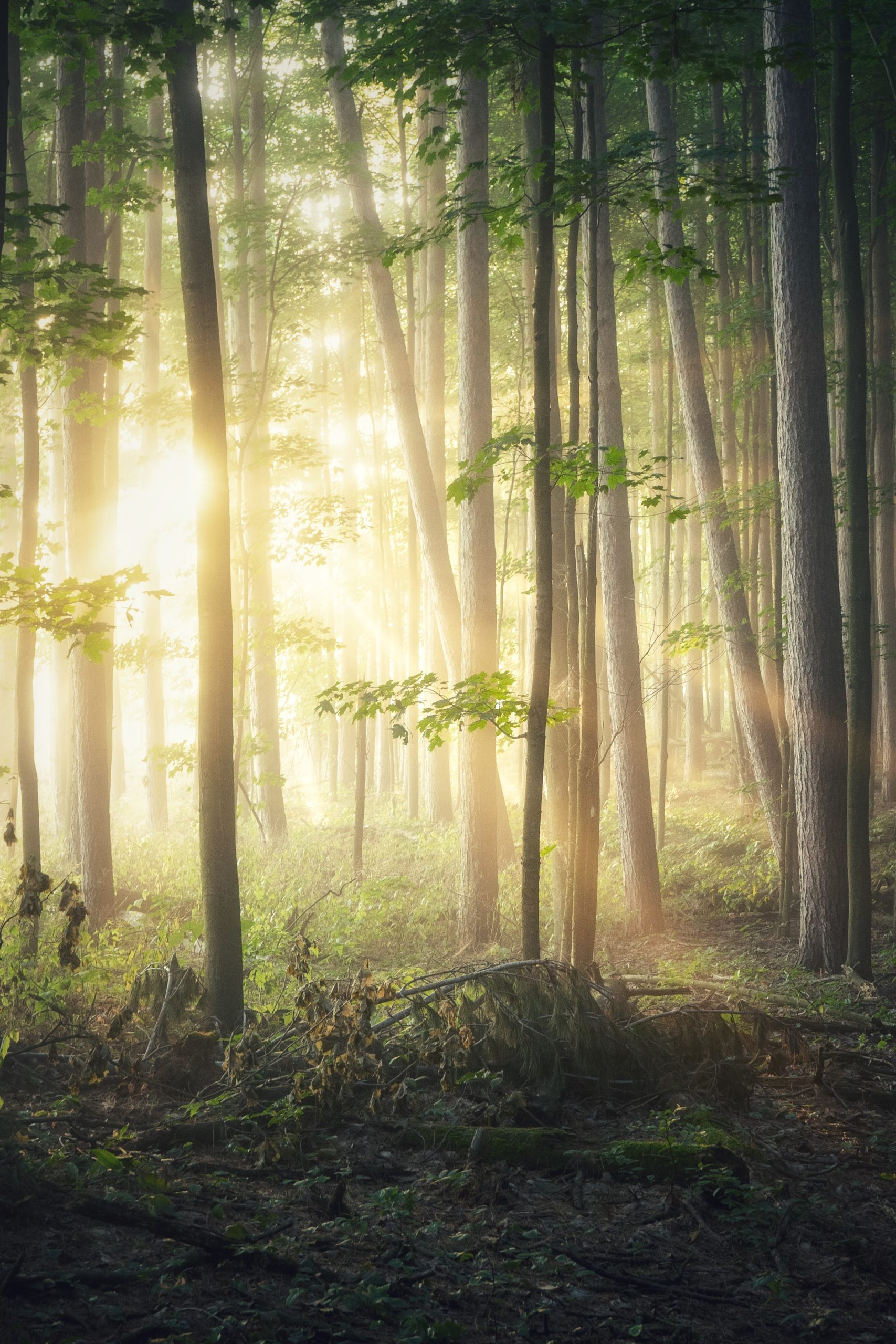 forestry-mapping-software