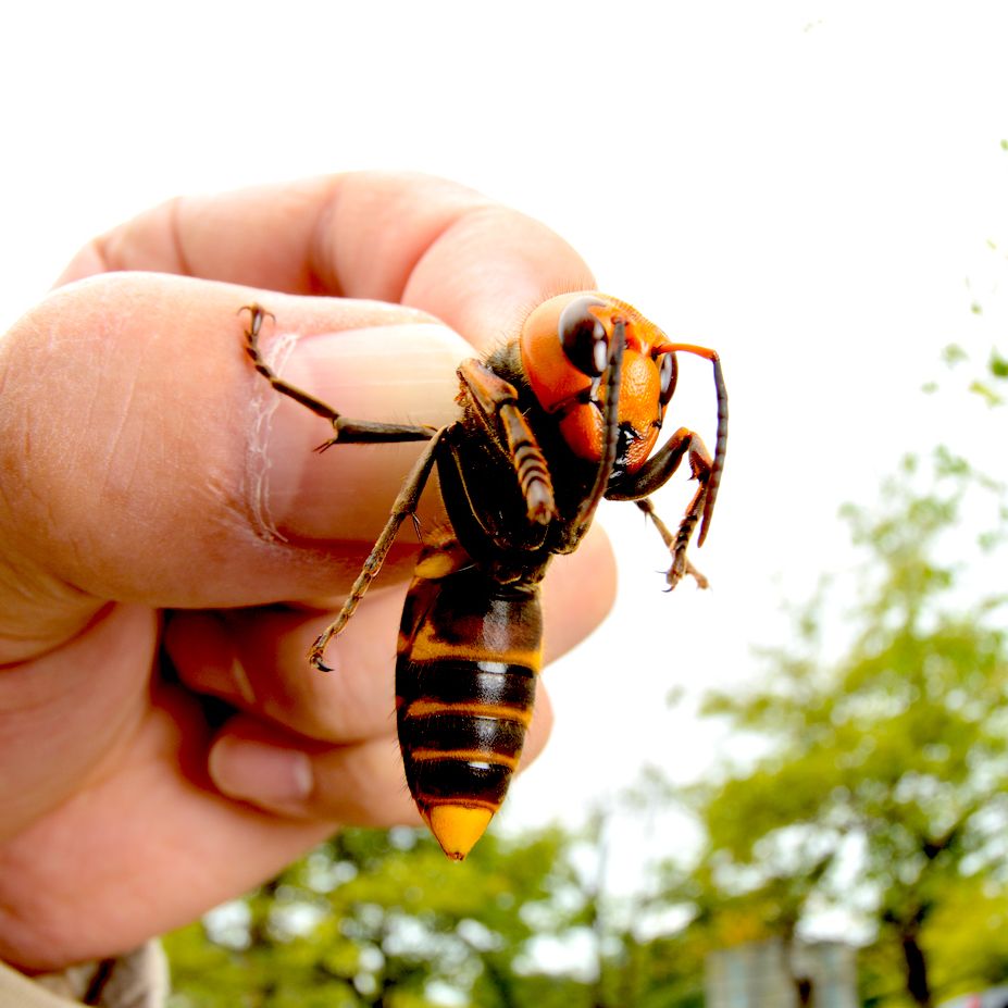 Murder Hornet