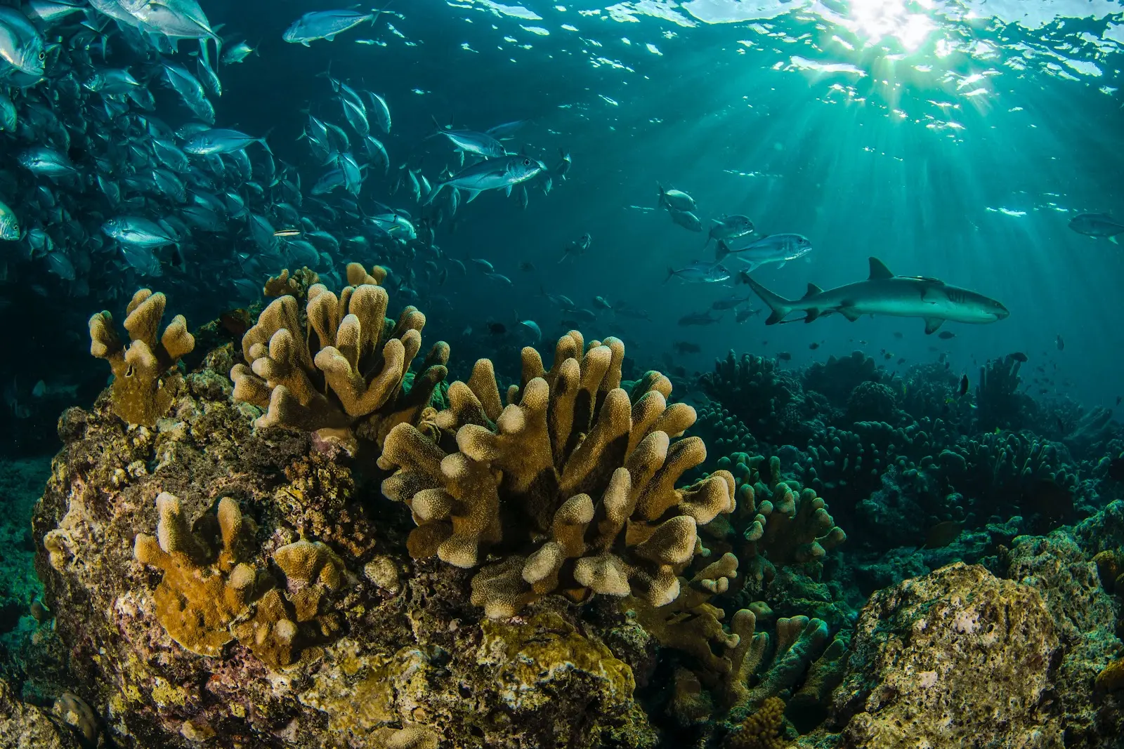 Beneath the sea