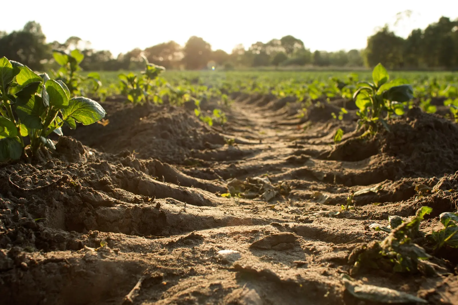 A dirt path surrounded by greenery