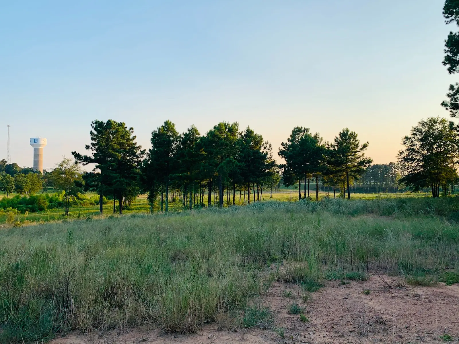 An open field with trees