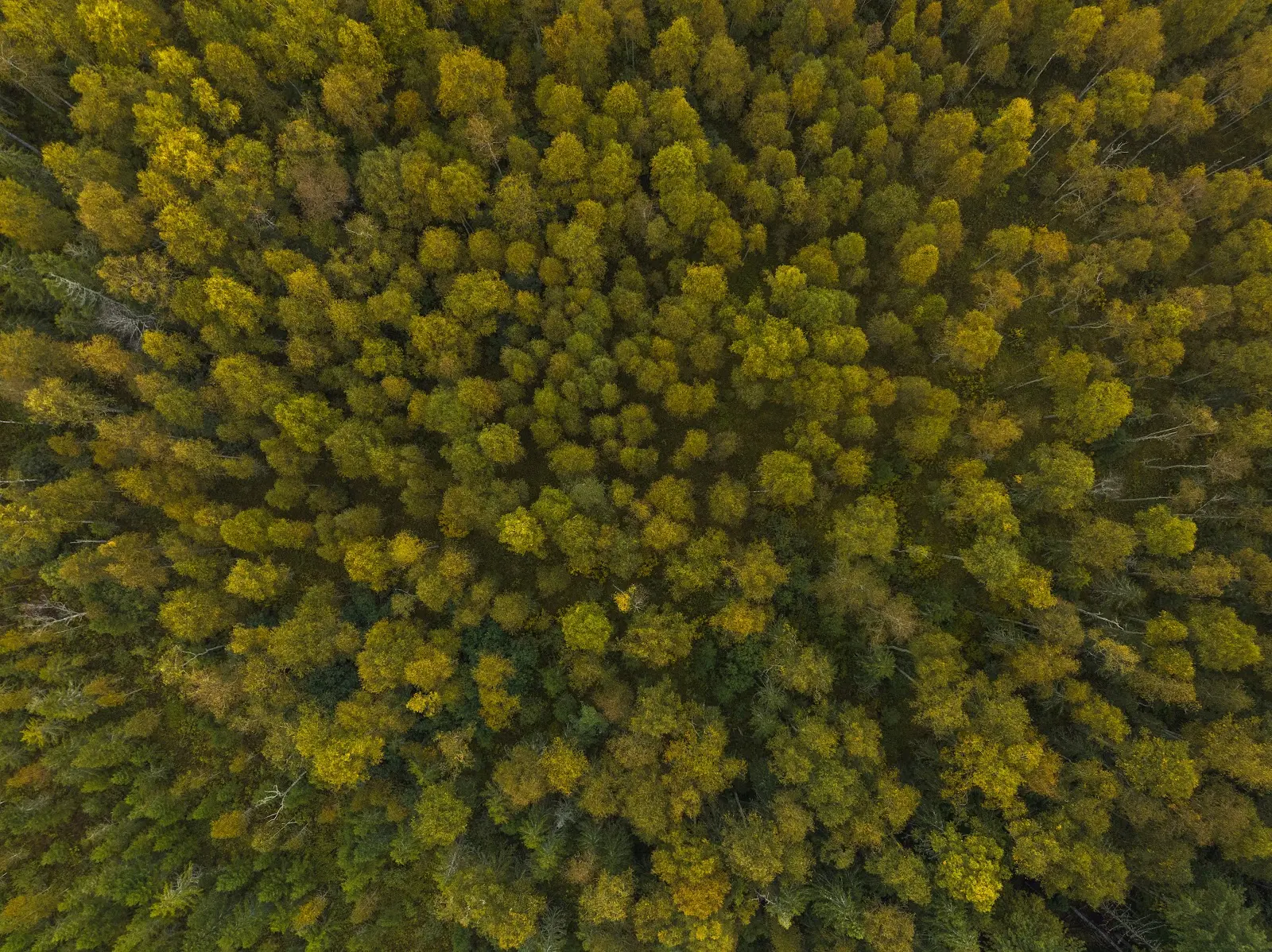 Sky view of trees