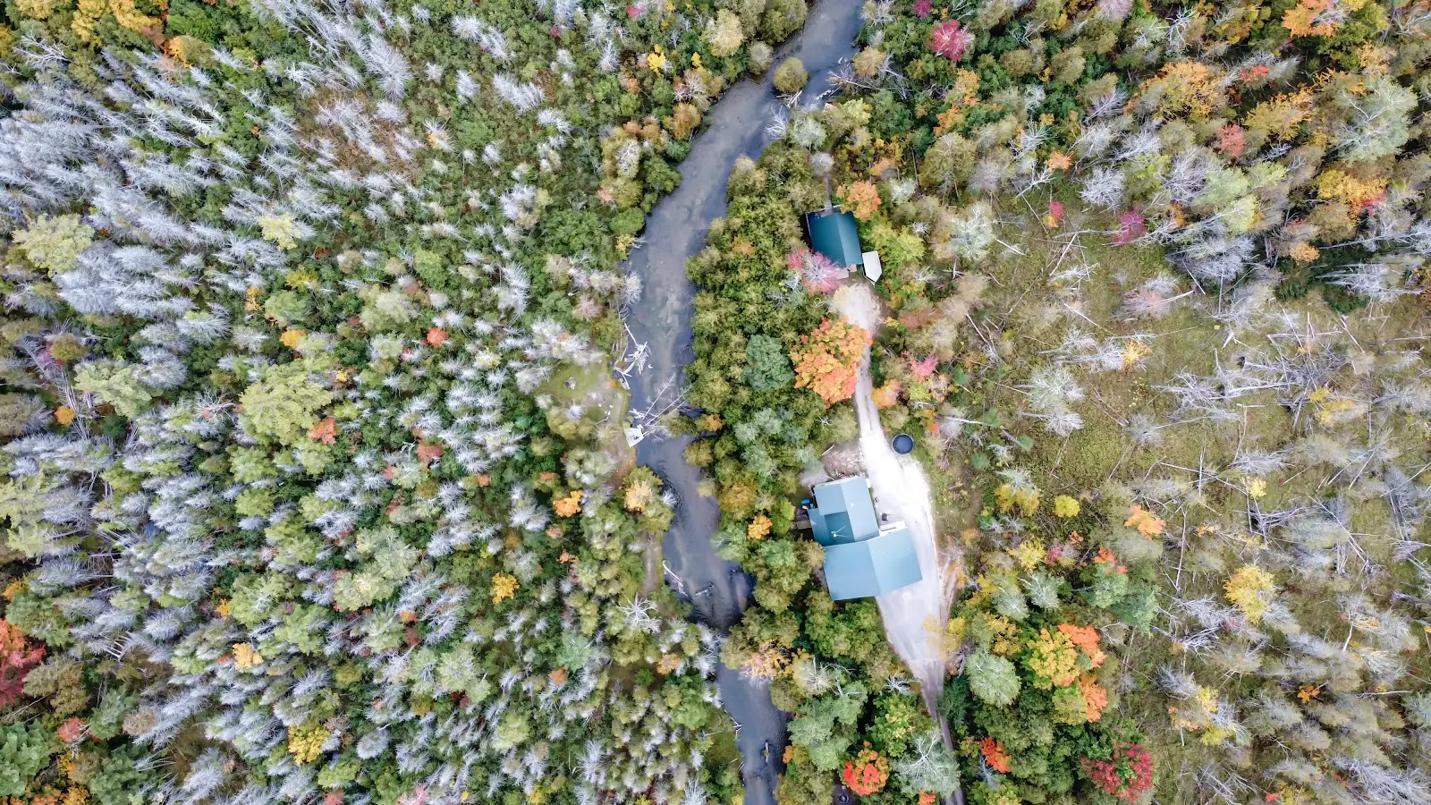 Sky view of trees