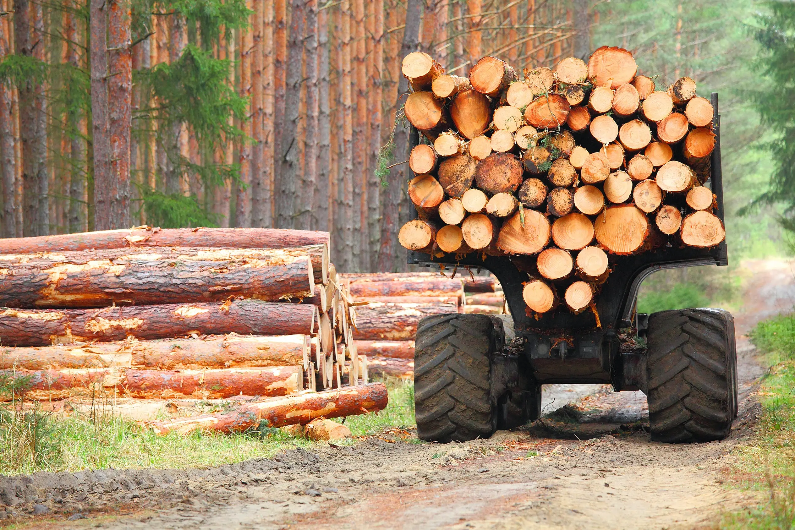 Construction truck cart carrying a bunch of logs