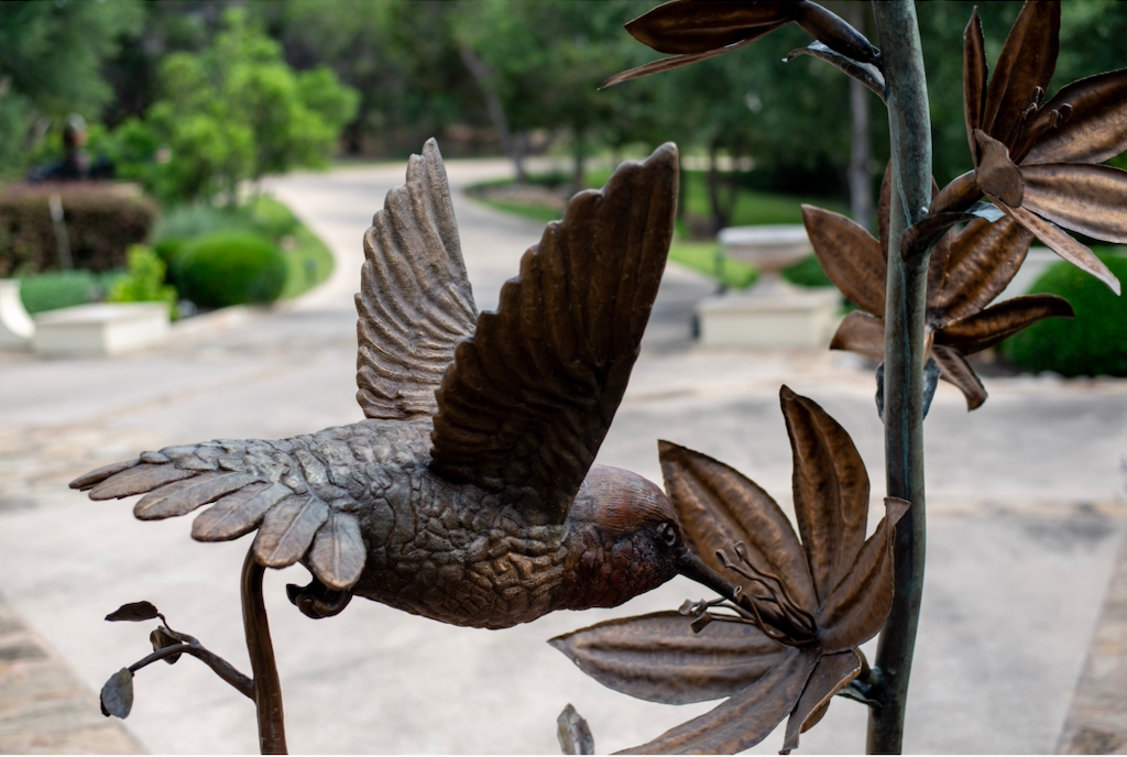 Hummingbird and Flower/ Austin ,TX