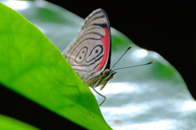Mariposas del Ecuador