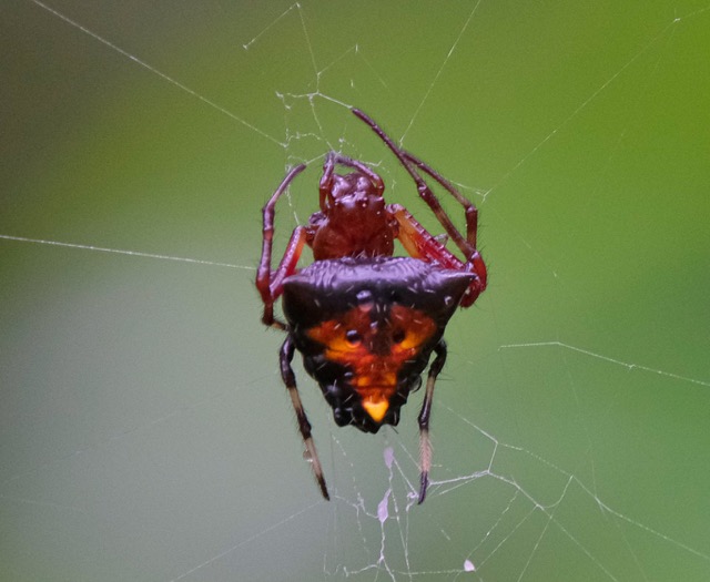 Spiders, Arachnids, and Scorpions