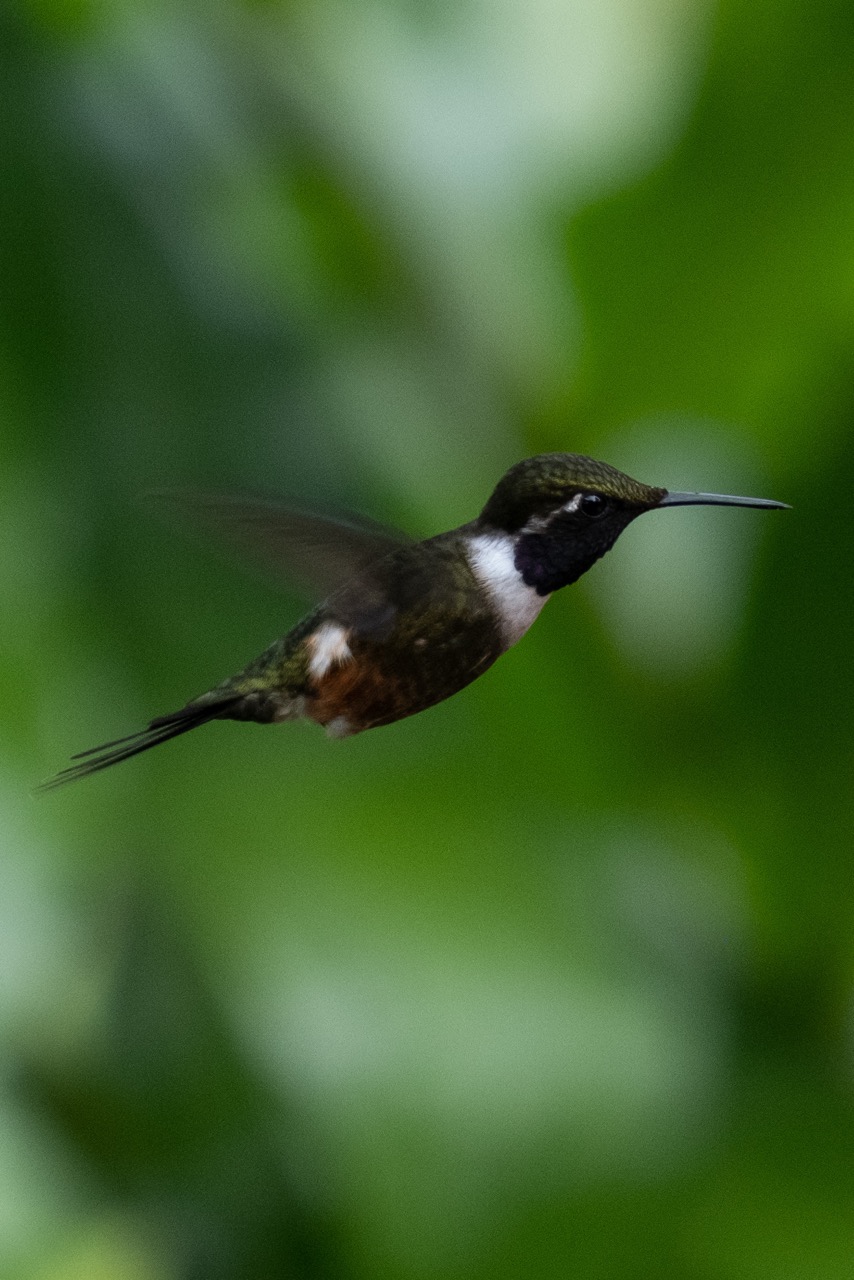 Hummingbirds of Ecuador - Mashpi