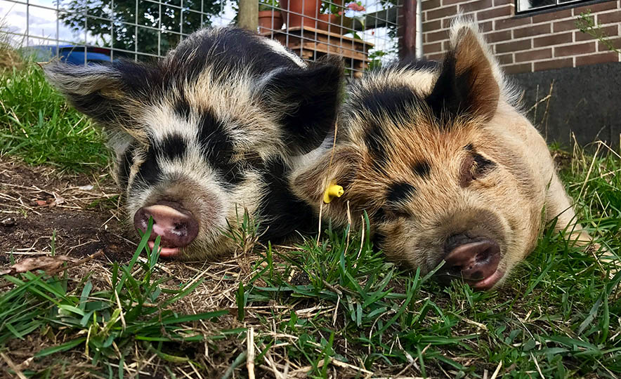Kunekune- varken