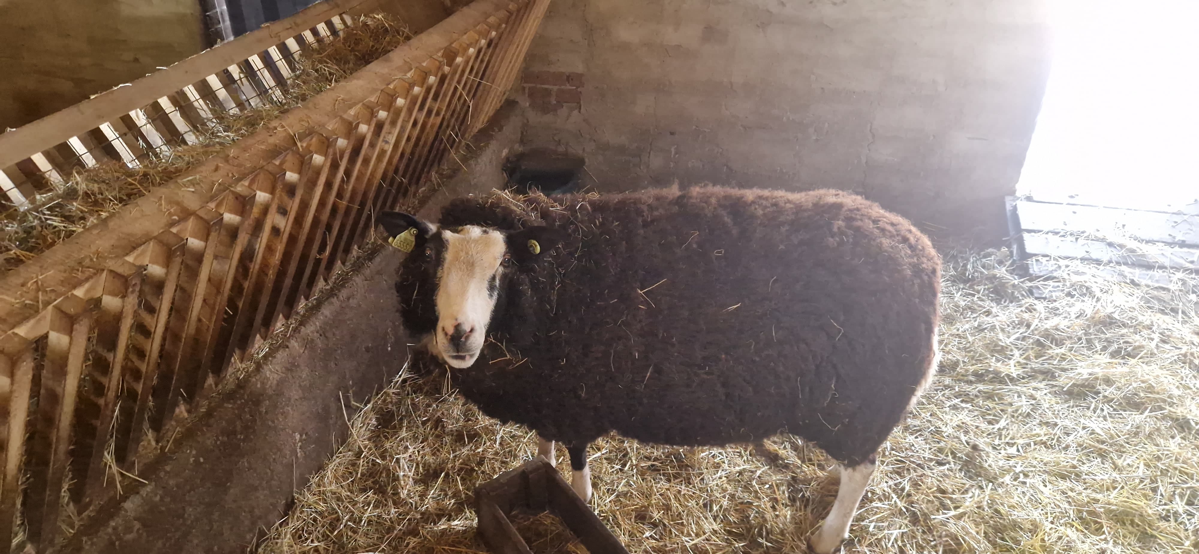 Rooise schapen blijken internethit