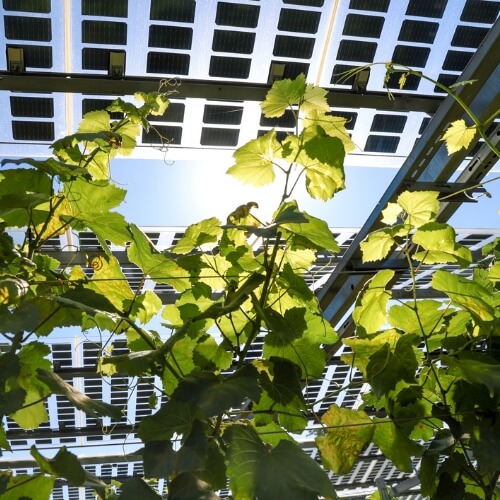 Photo montrant une installation photovoltaïque au dessus d'un vignoble
