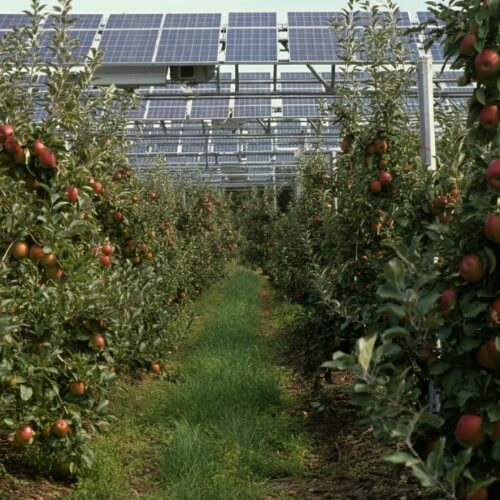 Aboriculture_solaire_pomme