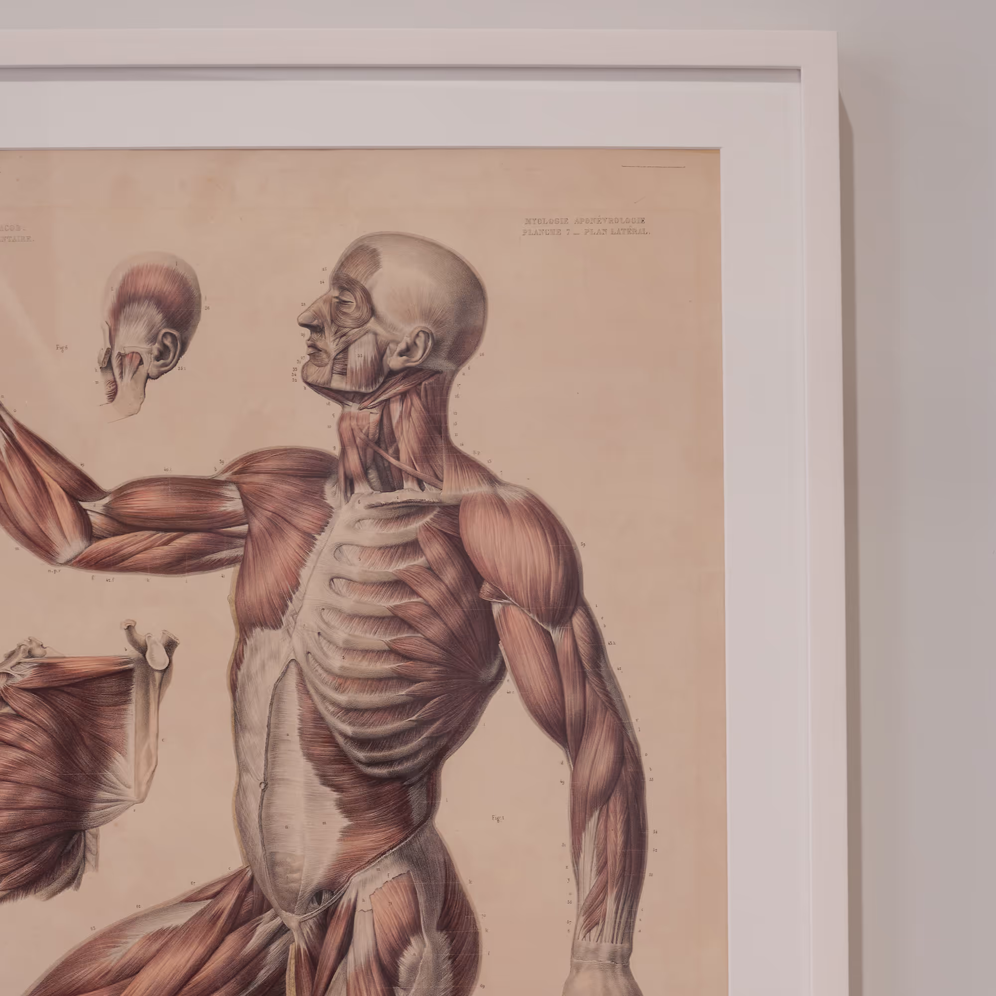 Anatomy figure