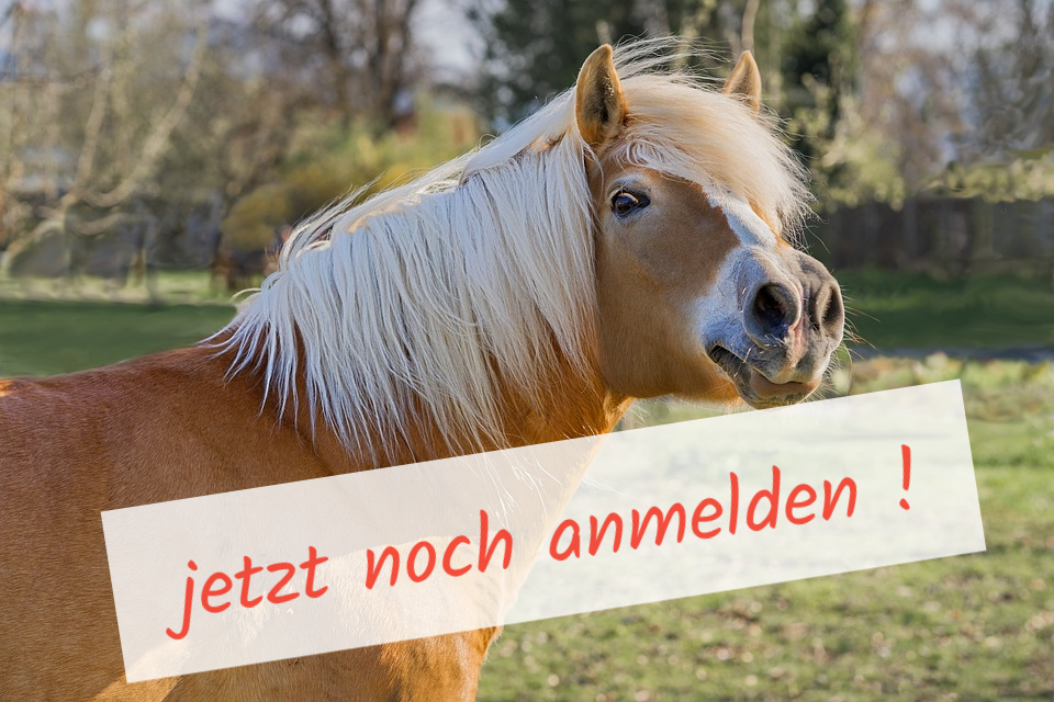 Reiterfreizeit für Mädchen von 11-15 Jahren