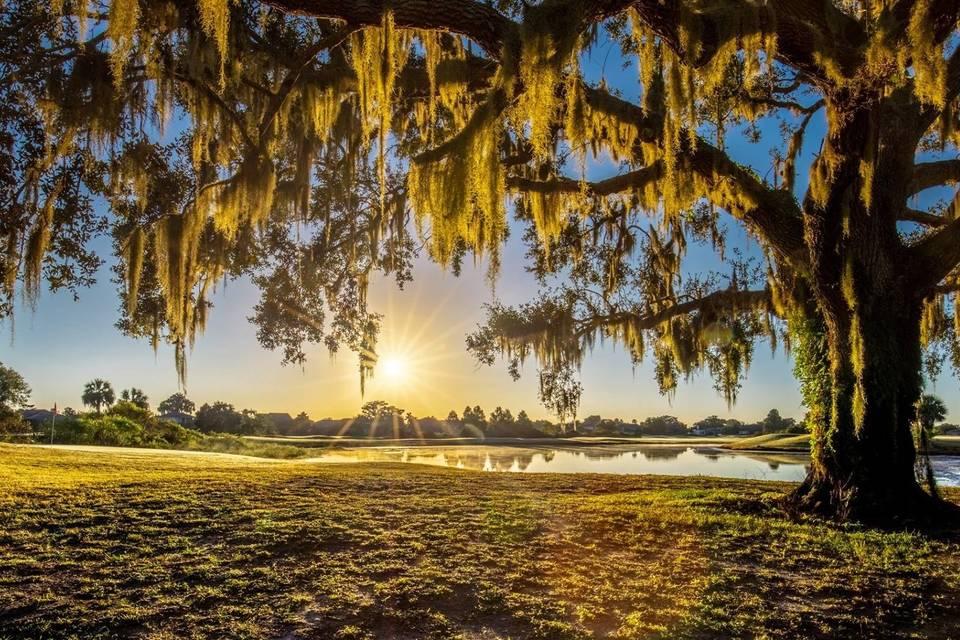 Florida woodland and Spanish moss