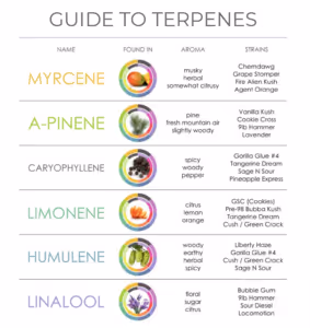 Guide to terpines and flavoring CBD