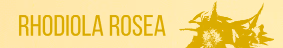 Rhodiola Rosea – adaptogenic herb featured in functional health products