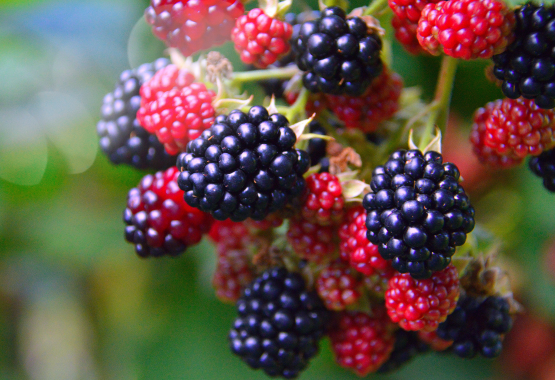 Berries
