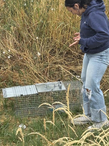 Cambria Longtin and her humane trap for feral cats.