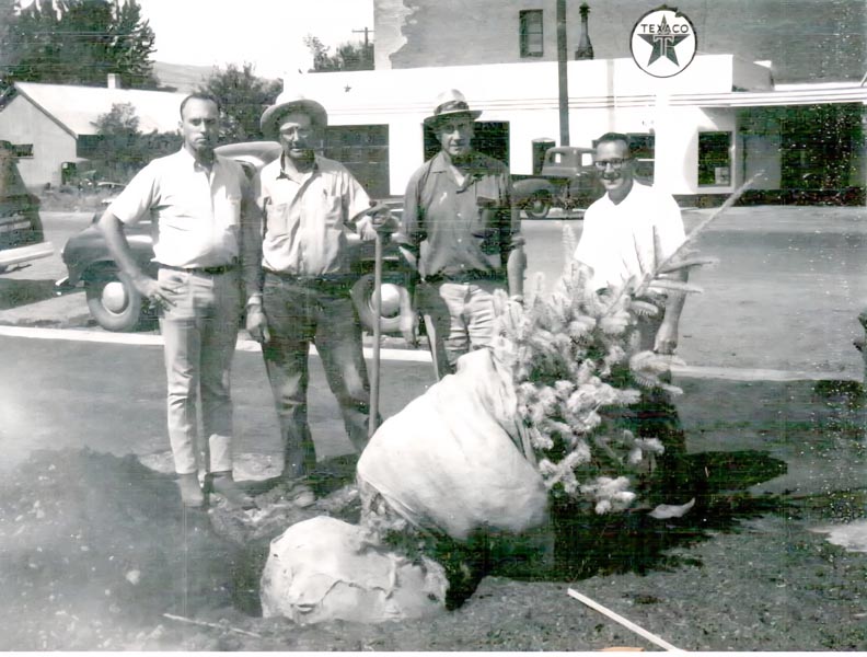 Spruce tree being planted by local residents mid 1960’s. Photo credit: Don Dopf Collection