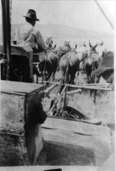 Bob Mink, age 19, driving a team that is pulling the family’s combine. This photo shows the horses harnessed/hitched in two rows, four abreast. In other photos, the teams are hitched in different formations.