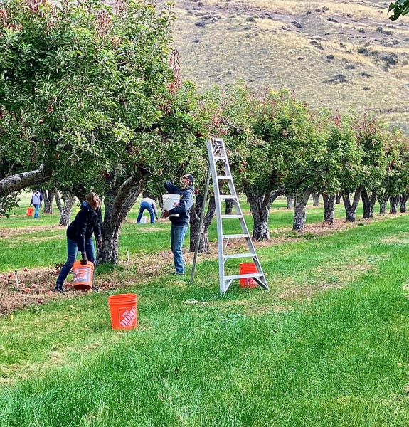 Apple pickers showed up Friday at Kelly Orchards to gather apples for the Cambridge Bible Church missions team cider pressing.