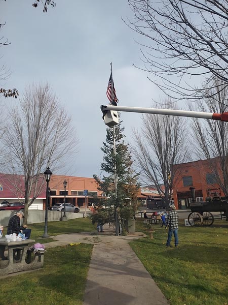 Graham Collings (in the elevated bucket) helps erect Council’s Christmas tree on November 29.Photo credit: Camille Collings