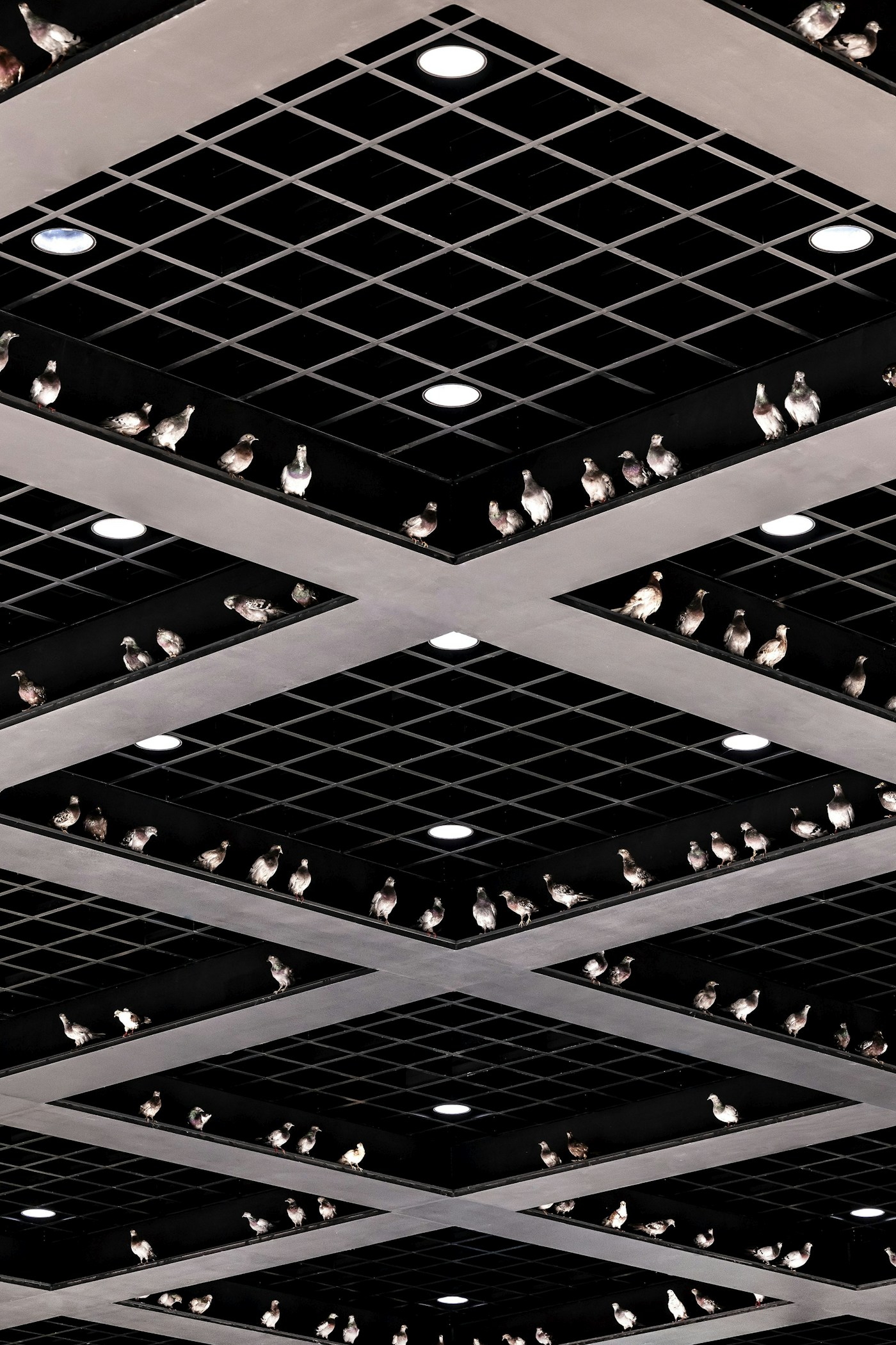 Maurizio Cattelan People 2026 pigeons above the Neue Nationalgalerie