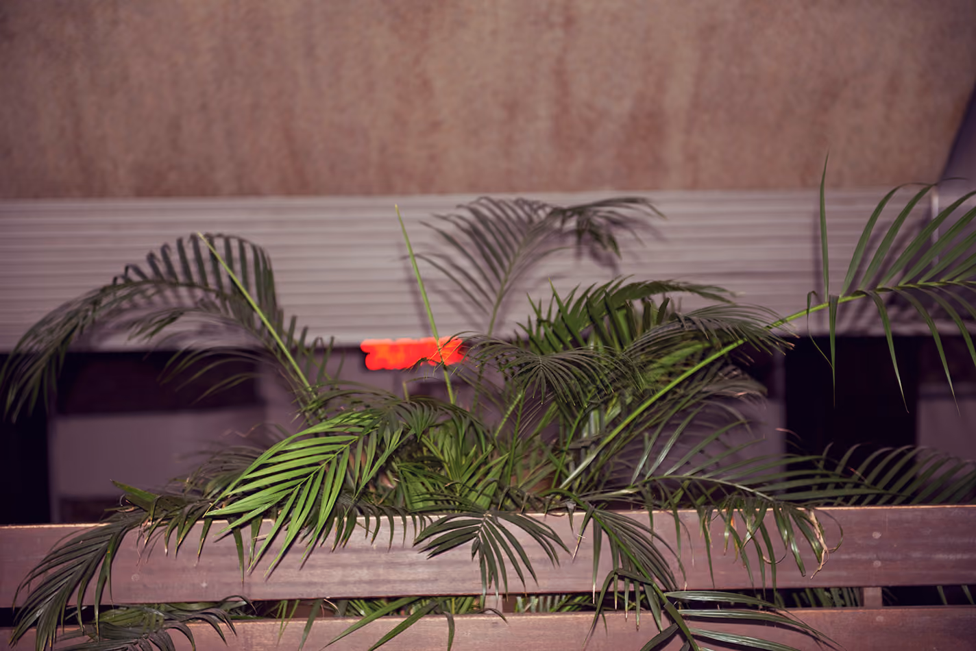 Carte blanche, pmu | le bal